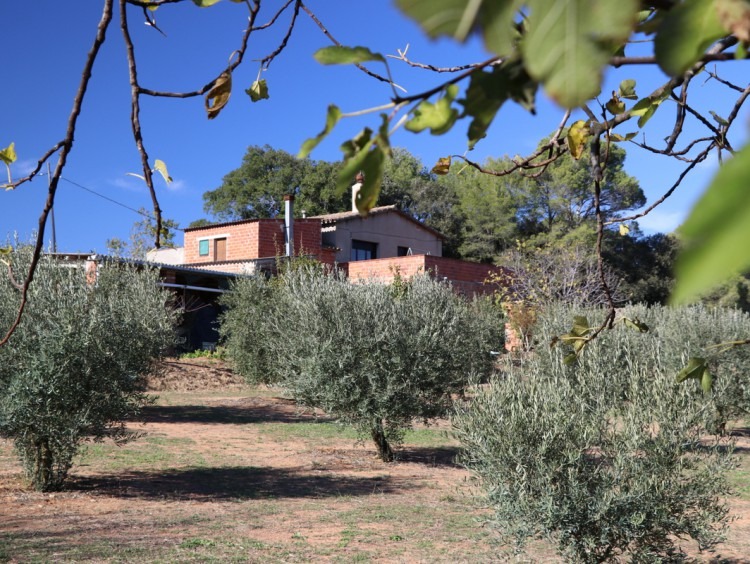 Vista de los campos de olivos y la masía al fondo de la imagen 