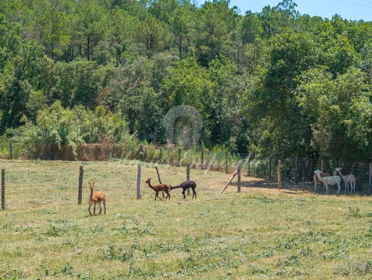 Vistes dels camps de la masia